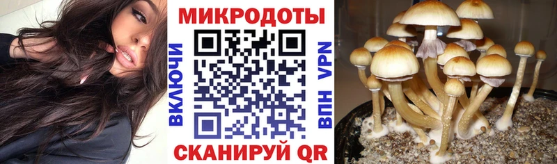 Купить где  Лермонтов  Галлюциногенные грибы Psilocybine cubensis 